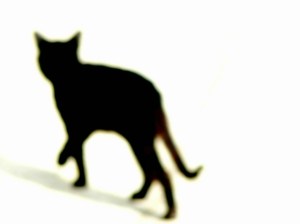 cat-345439_640